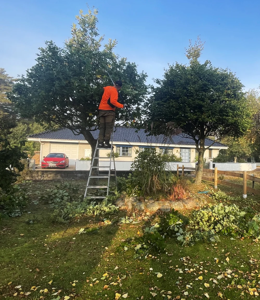 Beskärning