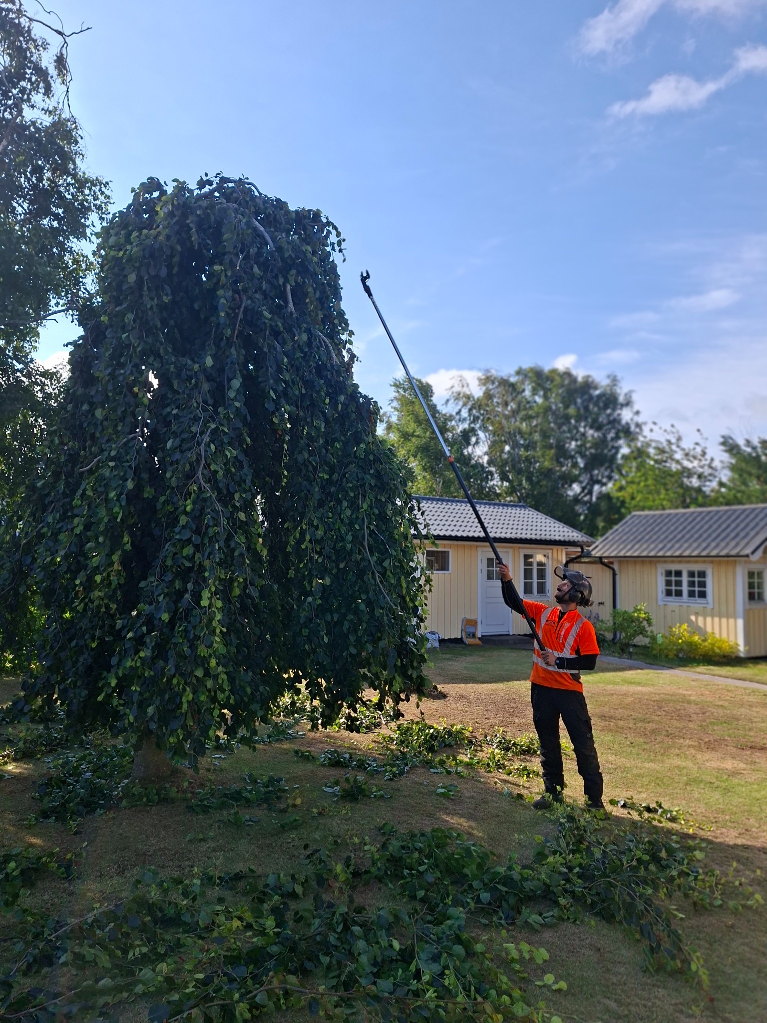 Beskärning på höjd med stångsåg