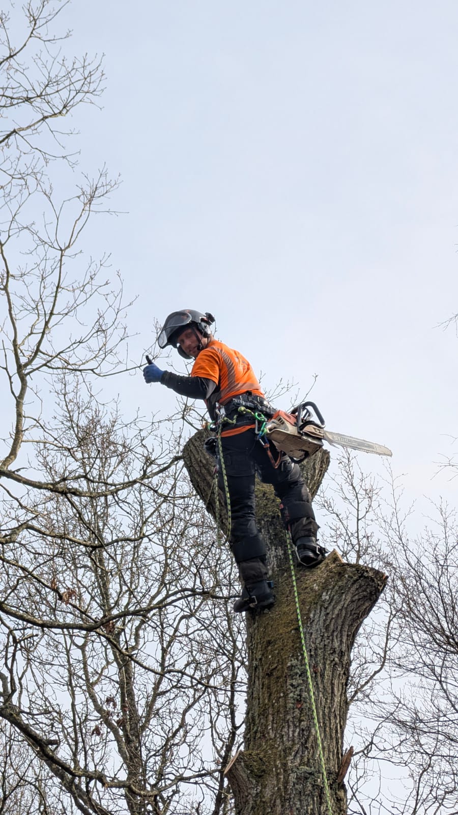 Arborist från Trädfällarna klättrar i trädstam med sågutrustning
