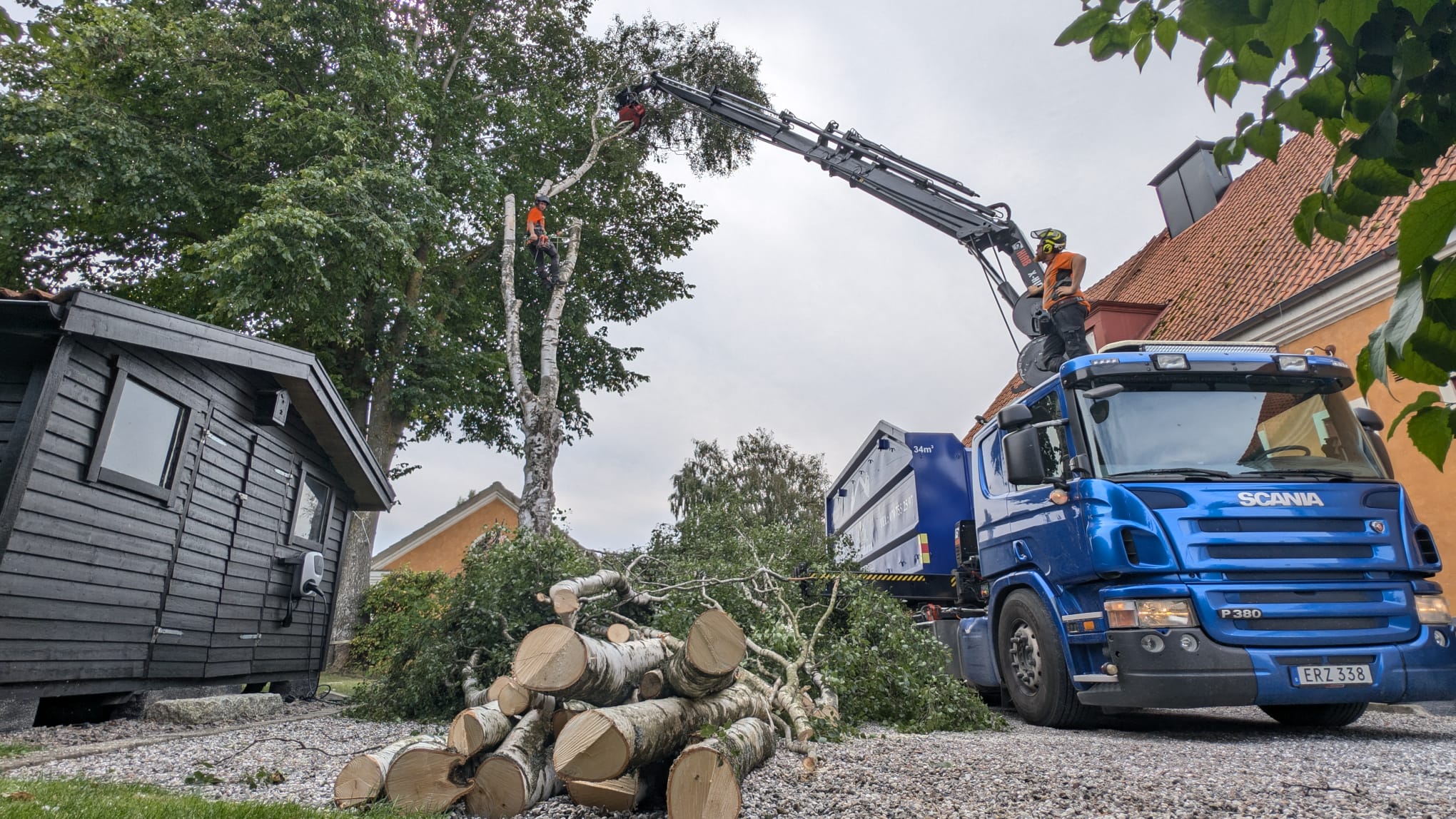 Kranbil och klättrare i arbete med större träd