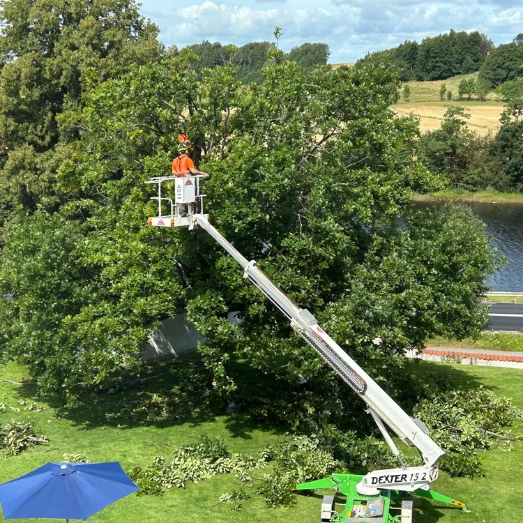 Trädvård och formning